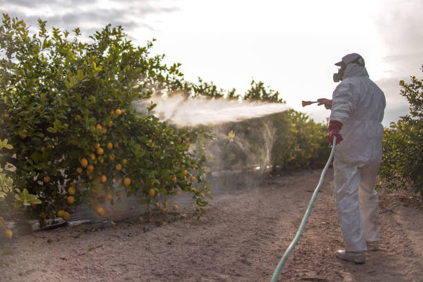 Best Flea Control Services  in Darmstadt, IN